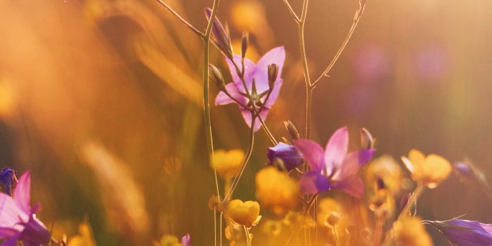 4000x6000 Selective Focus Photo of Purple Flowers · Free Stock Photo