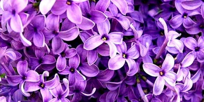 1014x1350 Purple flowers Wallpapers Download | MobCup