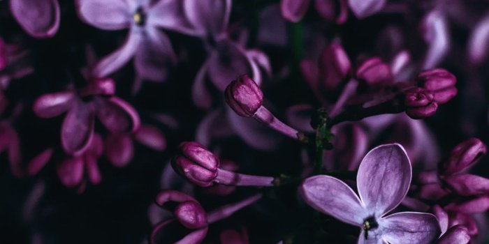 1125x2436 purple flowers iPhone X Wallpapers Free Download