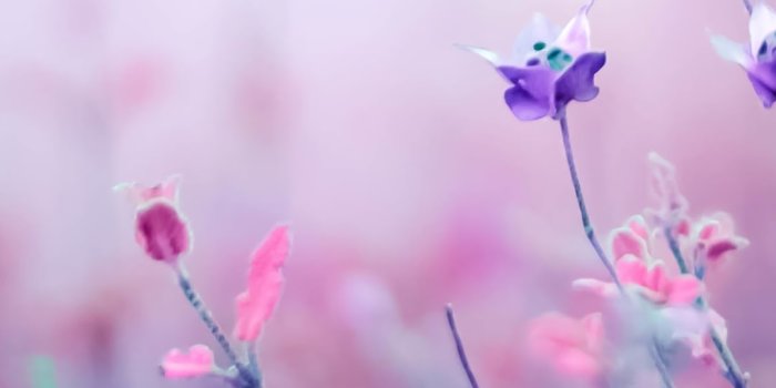 1080x1920 336334 Purple Flower HD - Rare Gallery HD Wallpapers