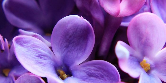 720x1560 Beautiful tiny purple flowers wallpaper | Purple flowers, Purple flowers  wallpaper, Wallpaper website