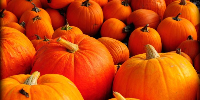 1920x1200 Pumpkins Wallpapers for Desktop (55+ pictures)