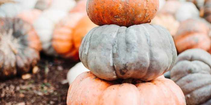 1280x1920 Download Stack Of Pumpkins Wallpaper | Wallpapers.com