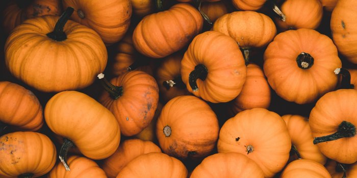 3840x2160 Pumpkin 4K wallpapers for your desktop or mobile screen free and easy to  download