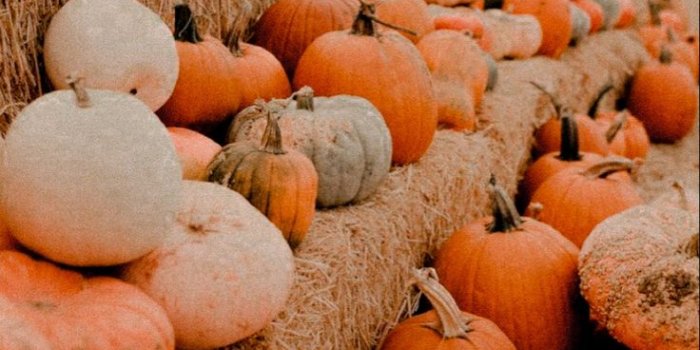 736x1087 27+] Pumpkin Aesthetic Wallpapers - WallpaperSafari