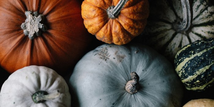 1000x1333 500+ Pumpkin Pictures [HD] | Download Free Images on Unsplash
