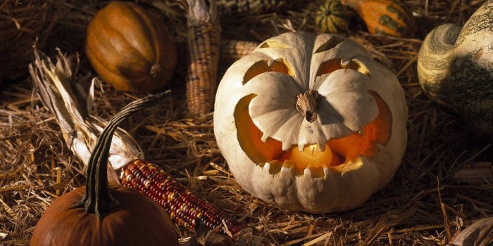 1920x1200 Free Download Cute Pumpkin Wallpapers for Desktop - PixelsTalk.Net