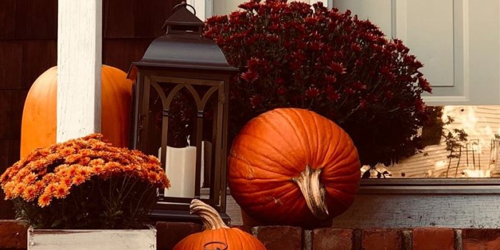 828x1792 Best Pumpkin iPhone 11 HD Wallpapers - iLikeWallpaper