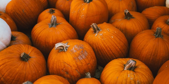 2048x3072 Fall Background: Pumpkin Patch iPhone Wallpaper | 50 Fall iPhone Wallpapers  That'll Instantly Make You Feel Cozy | POPSUGAR Tech Photo 36