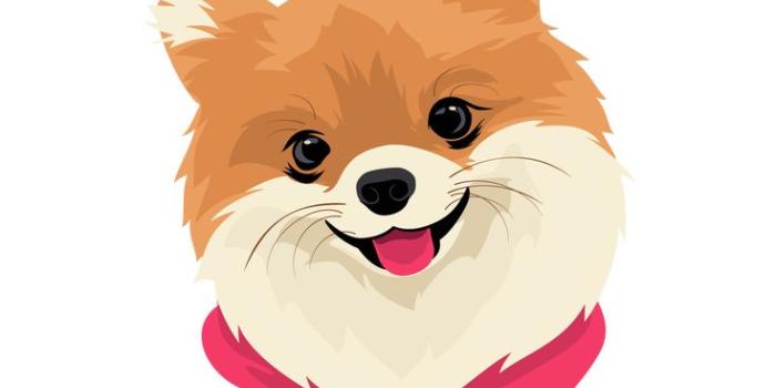 735x1188 Cute Pomeranian Dog Clear iPad Case for Dog Lovers in 2023 | Cute  pomeranian, Cute dog cartoon, Cute dogs