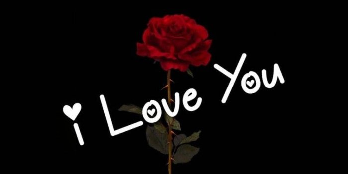 1080x1920 Download I Love You Red Rose Wallpaper | Wallpapers.com