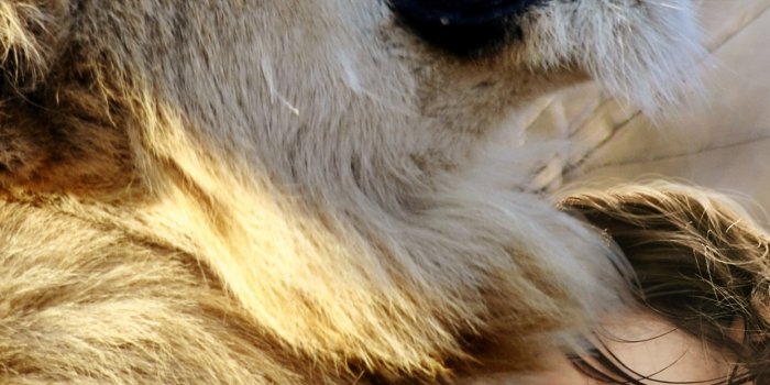 1242x2208 Lion Wallpaper 4K, Cute Girl, Cute child, Laughing, #1124