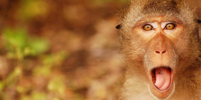 1920x1200 300+] Monkey Wallpapers | Wallpapers.com