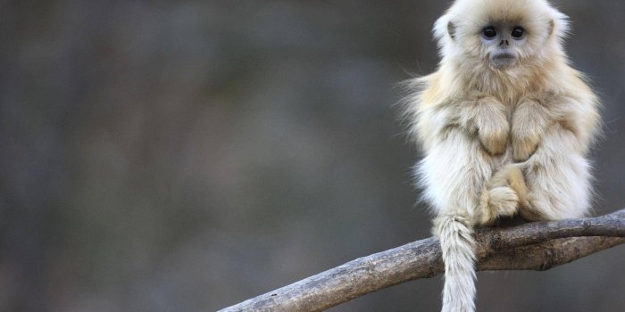 1920x1200 100+] Cute Monkey Wallpapers | Wallpapers.com