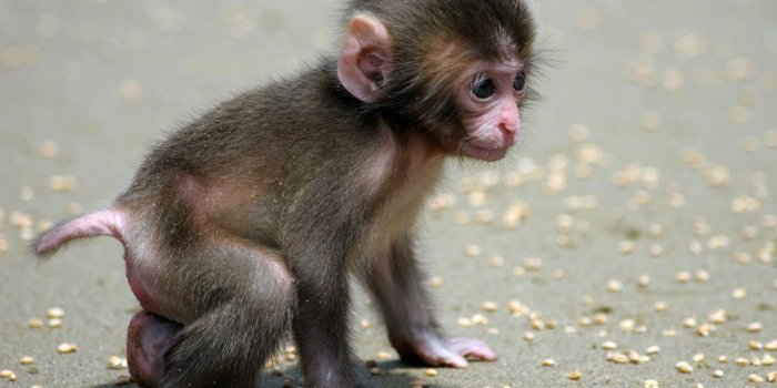 1920x1200 67+] Baby Monkey Wallpaper - WallpaperSafari