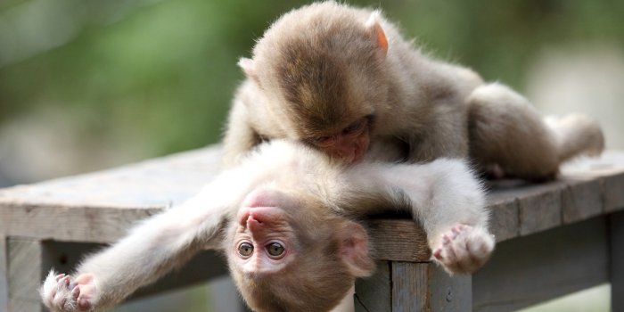 1920x1080 Monkey Wallpapers HD (59+ images)