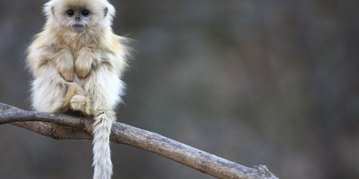 1920x1200 Cute Monkey Wallpaper (52+ pictures)