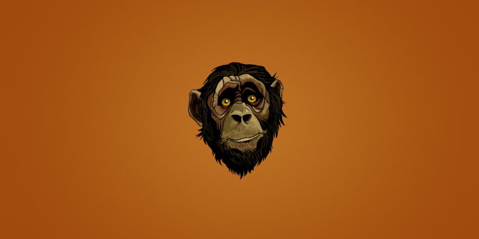 1920x1200 190+ Monkey HD Wallpapers and Backgrounds