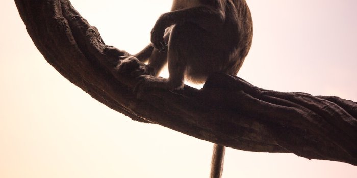 1000x1500 Best 500+ Monkey Pictures [HD] | Download Free Images & Stock Photos on  Unsplash