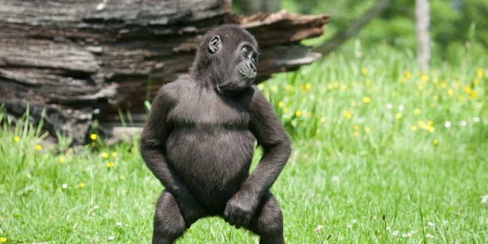 1920x1080 Cute Monkey Wallpapers (47+ images)