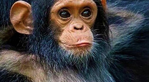 630x1280 monkey Wallpaper Download | MOONAZ