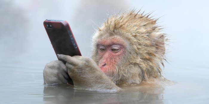 1920x1080 Macaque Wallpaper, Monkey, Funny, Primate, Baboon - Wallpaperforu