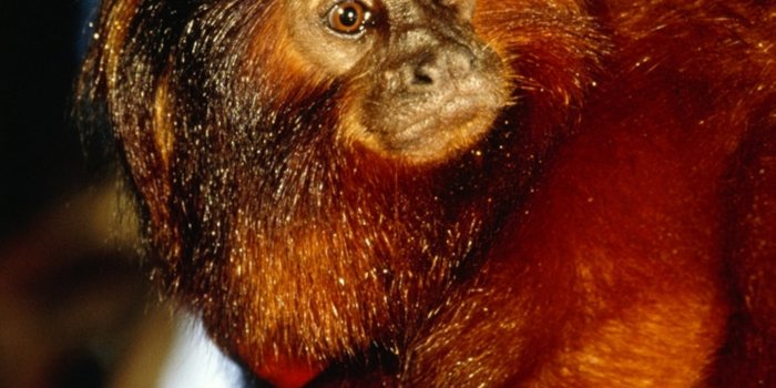 3072x3072 Monkey Pictures - Primate Wallpapers - National Geographic