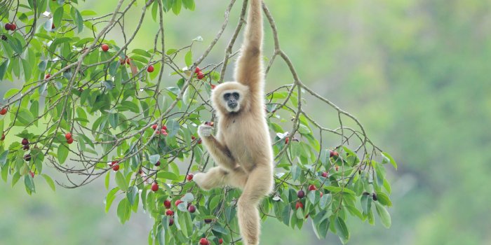 1920x1325 My Monkeys HD Wallpapers New Tab - MyStart