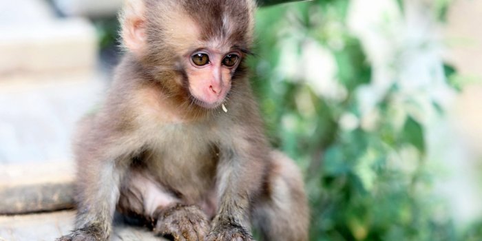 1600x1200 Small Cute Monkey Hd Wallpapers For Mobile Phones And Laptops :  Wallpapers13.com