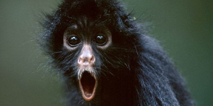 1024x768 Monkey Wallpaper - Animals Town