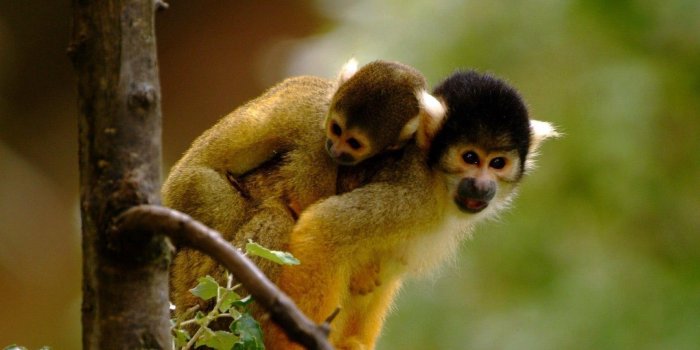 1920x1080 74+] Cute Monkey Wallpapers - WallpaperSafari