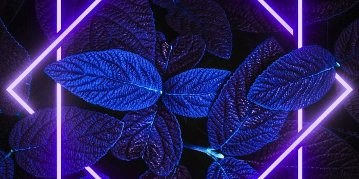 900x1600 Dark Nature Neon Light iPhone Wallpaper - iPhone Wallpapers