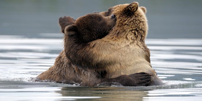 1920x1200 A Big Bear Hug