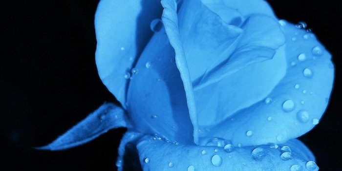 1000x1778 500+ Blue Flower Pictures [HD] | Download Free Images on Unsplash