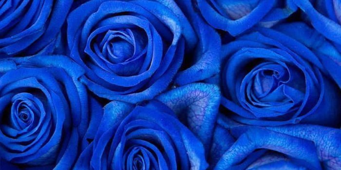 850x1275 Download A soothing array of Blue Flowers for a calming Aesthetic Wallpaper  | Wallpapers.com