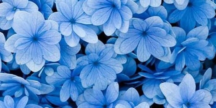 850x1513 Download Delicate Blue Flowers Blooming Against an Aesthetic Backdrop  Wallpaper | Wallpapers.com