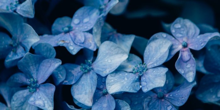 1000x1500 Blue Flowers Pictures [HQ] | Download Free Images on Unsplash