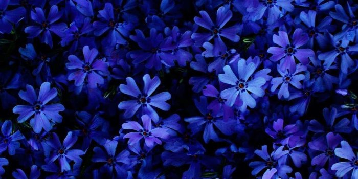 1242x2208 Cobalt blue flowers Wallpapers Download | MobCup