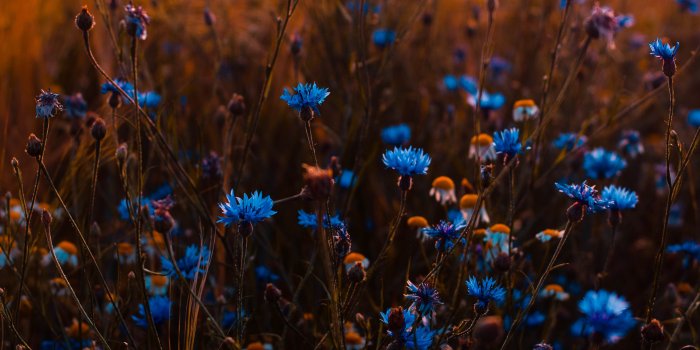 3908x5559 Blue Flowers Photos, Download The BEST Free Blue Flowers Stock Photos & HD  Images