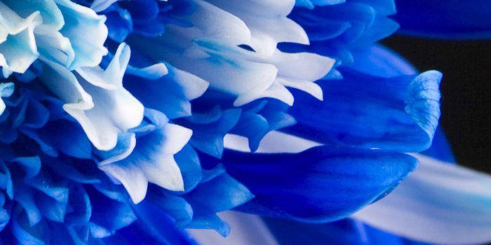 3000x2400 Free download Blue Flowers Wallpaper Flower Wallpapers [3000x2400] for your  Desktop, Mobile & Tablet | Explore 74+ Blue Flowers Wallpaper | Flowers  Background, Background Flowers, Flowers Wallpapers