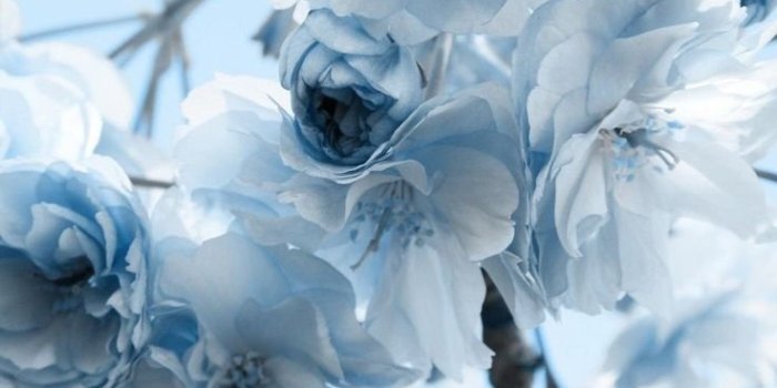 736x1308 Aesthetic cobalt blue flowers Wallpapers Download | MobCup
