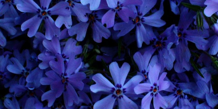 1080x2340 Blue flowers Wallpaper 4K, 5K, Floral Background, Blossom