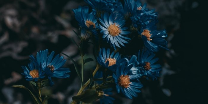 1000x1250 500+ Blue Flower Pictures [HD] | Download Free Images on Unsplash