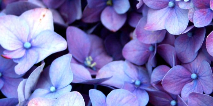 1080x1920 Download Blue Flowers Aesthetic #bloombeautifully Wallpaper | Wallpapers.com