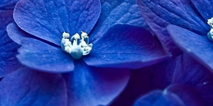 1280x2120 1280x2120 Hydrangea Blue Flower iPhone 6+ HD 4k Wallpapers, Images,  Backgrounds, Photos and Pictures