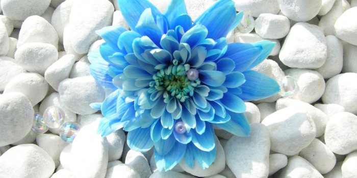 1280x1024 Free download Flowers Wallpapers HD Wallpapers Widescreen blue flower  normal54 [1280x1024] for your Desktop, Mobile & Tablet | Explore 44+  Widescreen Desktop Wallpaper Dark Flower | Widescreen Wallpaper, Flower  Background, Widescreen Wallpapers