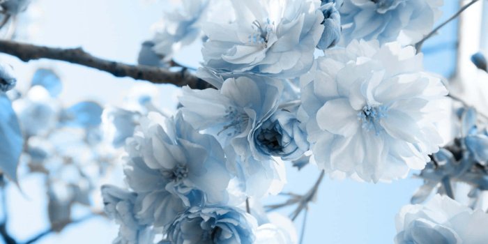 1920x1080 Download A vibrant blue flower in the sun Wallpaper | Wallpapers.com