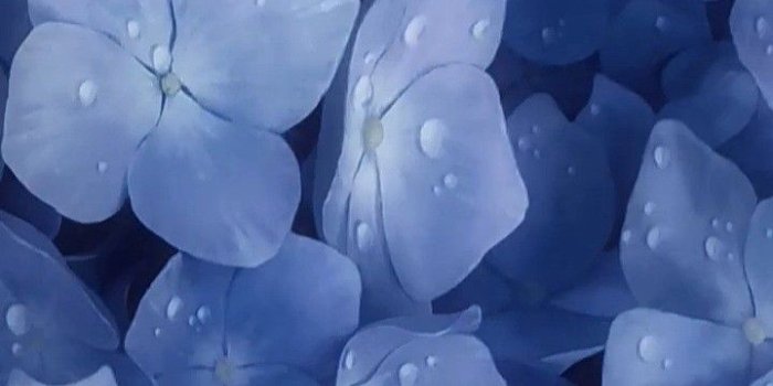 720x1443 Rania ラ on •Anime˙˙˙˙ | Light blue flowers, Flower background  wallpaper, Flower aesthetic