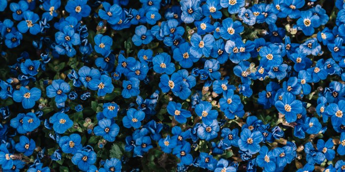 5120x3840 Blue flowers Wallpaper 4K, Flower garden, Blossom, Spring