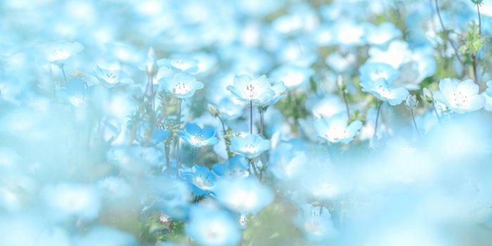 2560x1700 2560x1700 Blue Flowers Minimal 4k Chromebook Pixel HD 4k Wallpapers, Images,  Backgrounds, Photos and Pictures